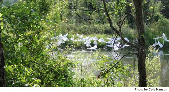 Pond image by Cole Hansen