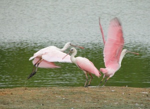 Honorable Mention Roseate Spoonbills_2010 Trinity River Photo Contest