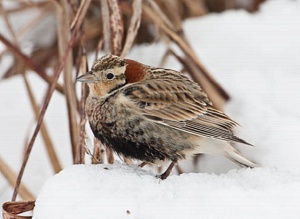 Sparrow with rust feather ruff in the snow