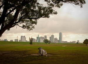 Trammell Crow Park vista