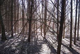 Green Ash grove in the Great Trinity Forest