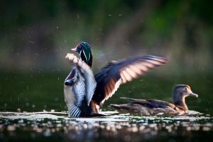 Painted wood duck pair at the Trinity River Audubon Center